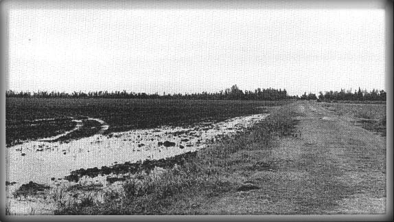 Down in Mississippii (photograph by C.N.Chatterley)